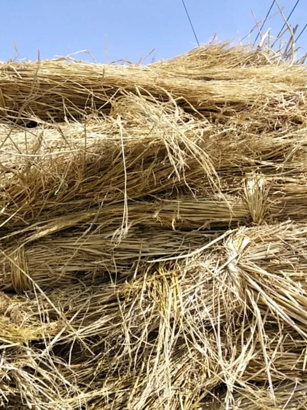Rice Straw